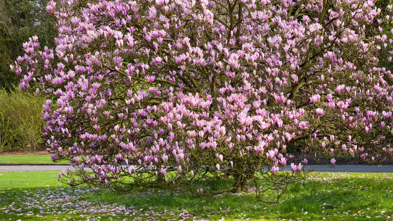 Magnolia en pleine floraison rose, un spectacle printanier. Idéal pour savoir quand planter un magnolia et profiter de sa beauté.