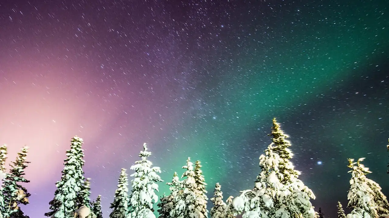 Snötäckta granar under en stjärnklar himmel med en magisk aurora north.