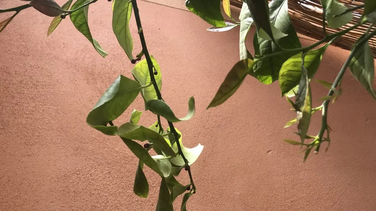 Une feuille de citronnier recroquevillée, signe d'un besoin d'eau, pend tristement contre un mur ocre.