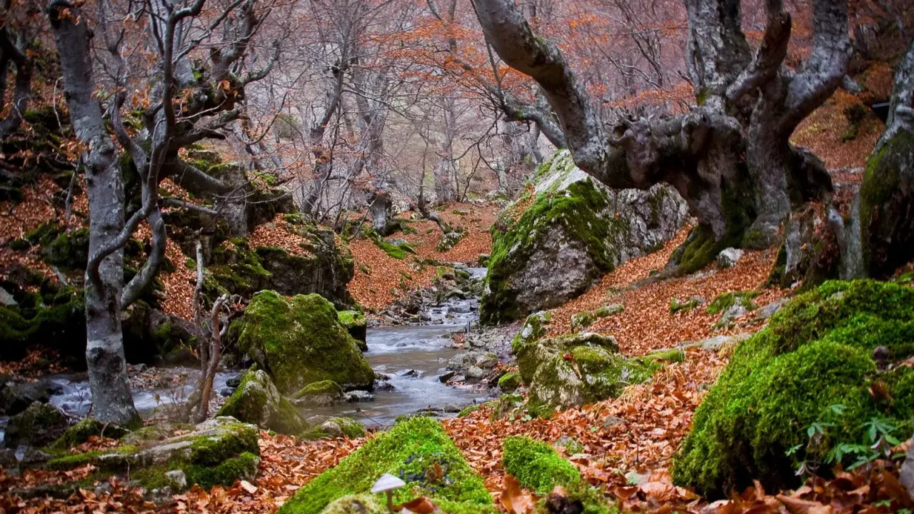 Un arroyo serpentea entre rocas cubiertas de musgo y hojas secas en un bosque de hayedos en León.