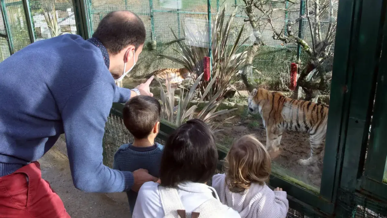 Familia observa tigres en el zoo Asturias. Un padre señala a un tigre mientras sus hijos miran fascinados.