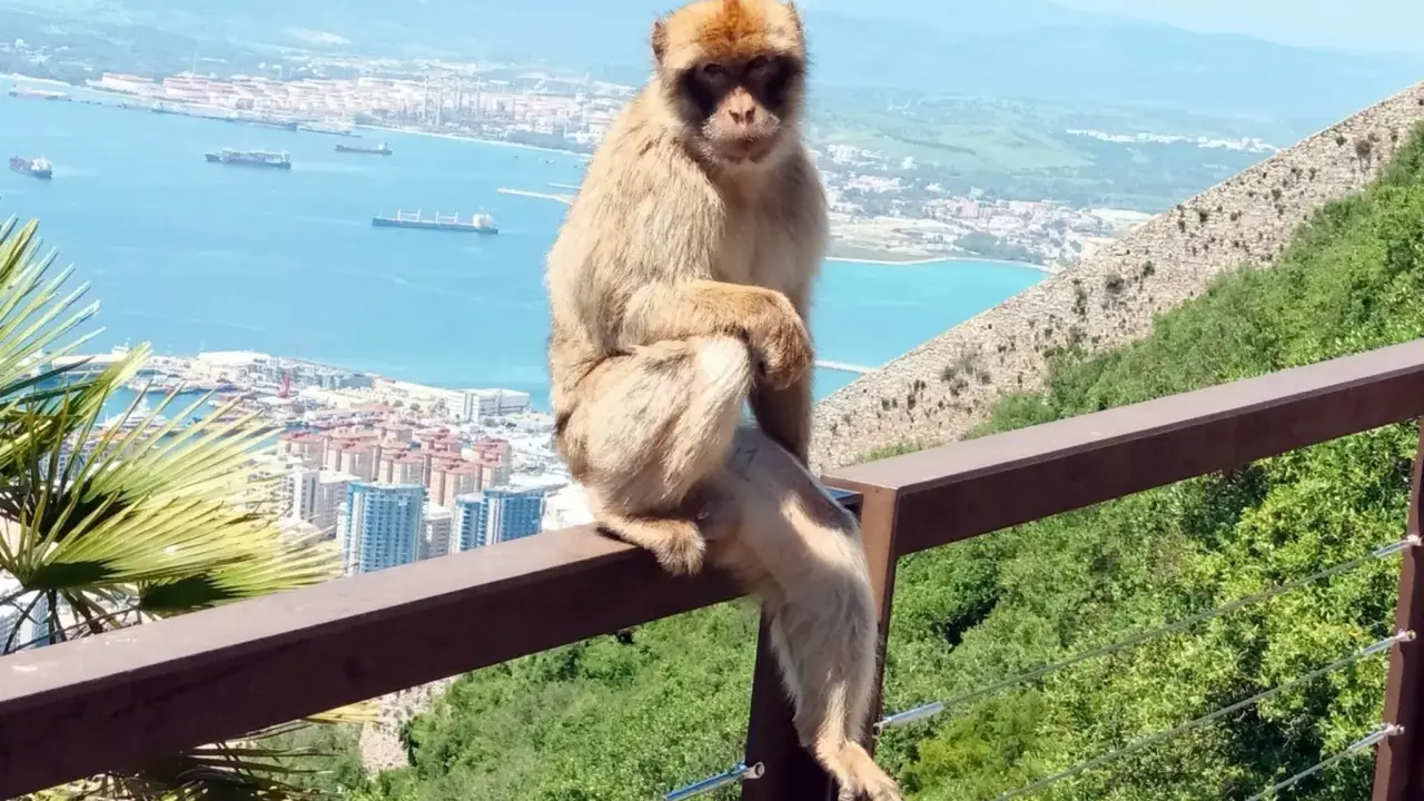 Ein Berberaffe sitzt auf einem Geländer mit Blick auf die Stadt und das Meer. Die berühmten Gibraltar Affen sind ein Wahrzeichen.