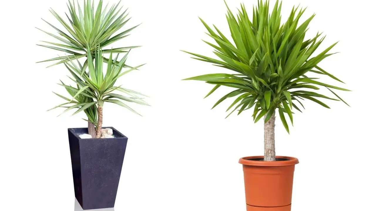 Zwei Yucca-Palmen in Töpfen. Die linke in einem dunklen, hohen Topf, die rechte in einem orangen. Tipps zur Yucca Palme Pflege.