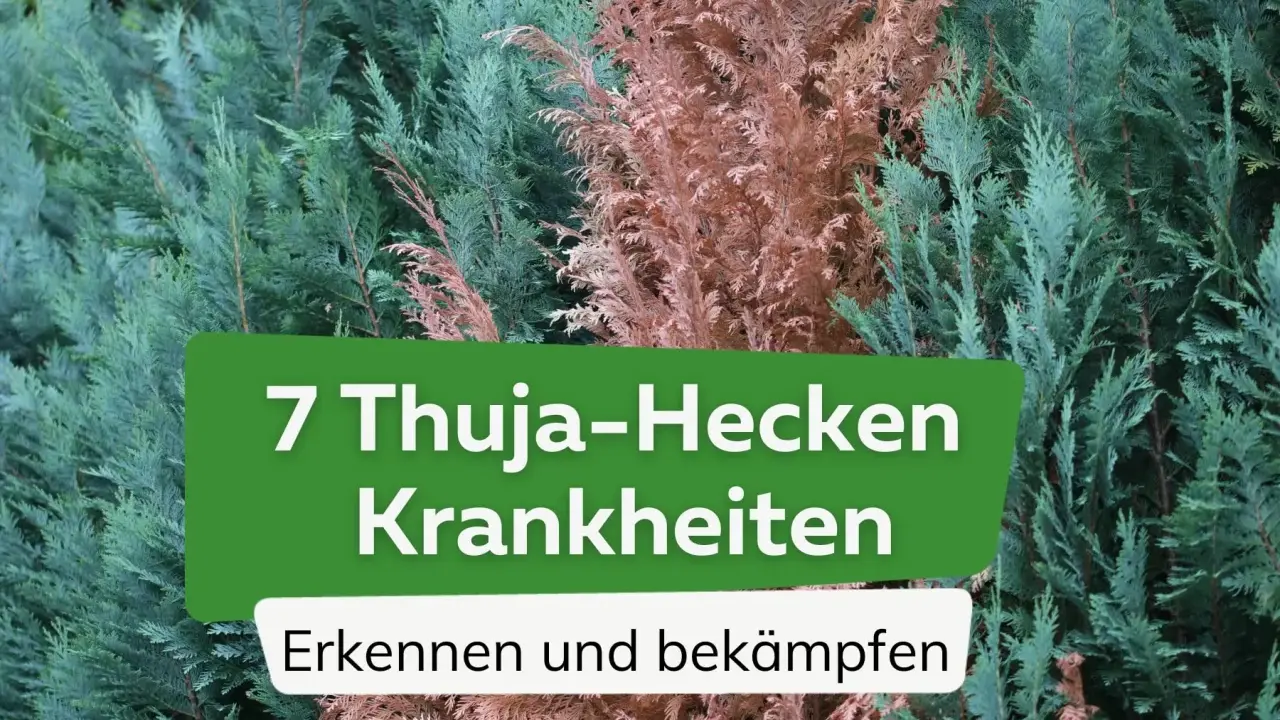 Grüne und braune Thuja-Zweige, die auf Krankheiten hinweisen. Text: "7 Thuja-Hecken Krankheiten: Erkennen und bekämpfen".