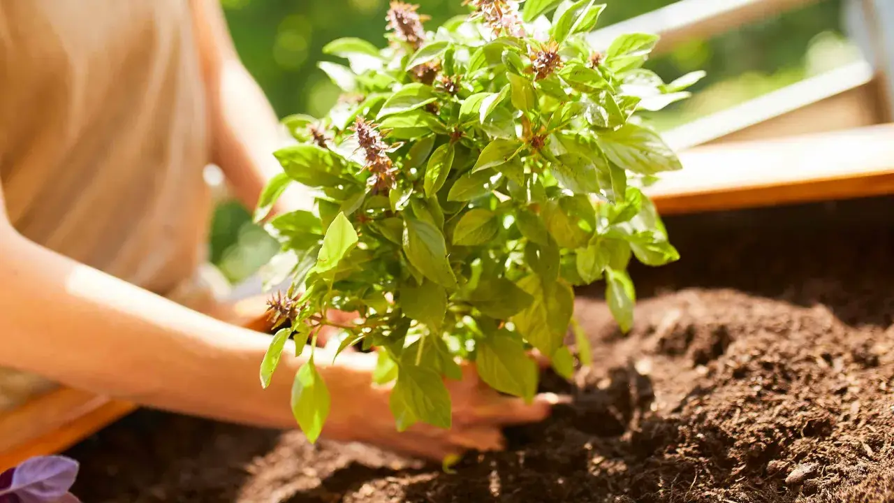 Mains douces plantant un plant de basilic frais dans la terre. Les feuilles vertes et les épis floraux sont visibles.