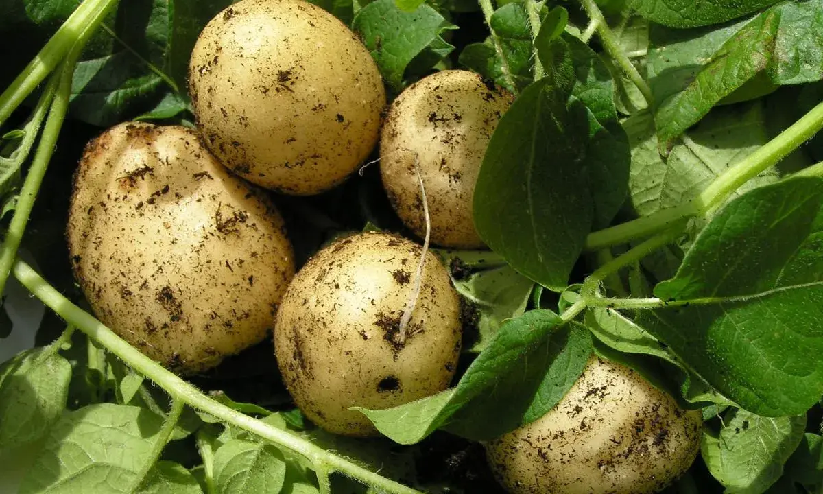 Des pommes de terre fraîchement sorties de terre, prêtes à être ramassées. Un signe que l'été touche à sa fin et qu'il est temps de penser à quand ramasser les pommes de terre.