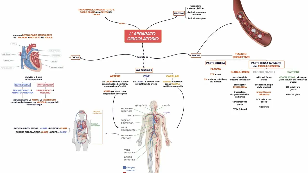Mappa concettuale sull'apparato circolatorio: cuore, vasi sanguigni (arterie, vene, capillari), sangue (plasma, globuli rossi, bianchi, piastrine) e funzioni.