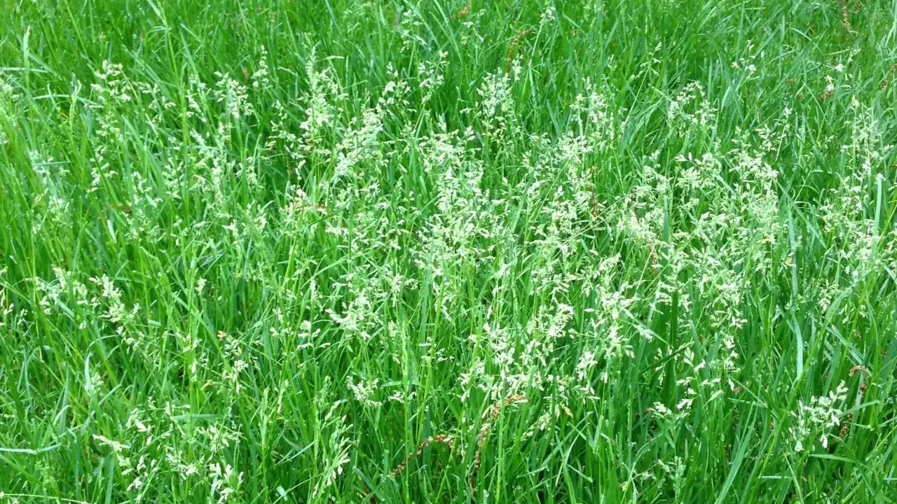A field of lush green grass, with delicate white seed heads emerging, showing nature's cycle of letting grass go to seed.