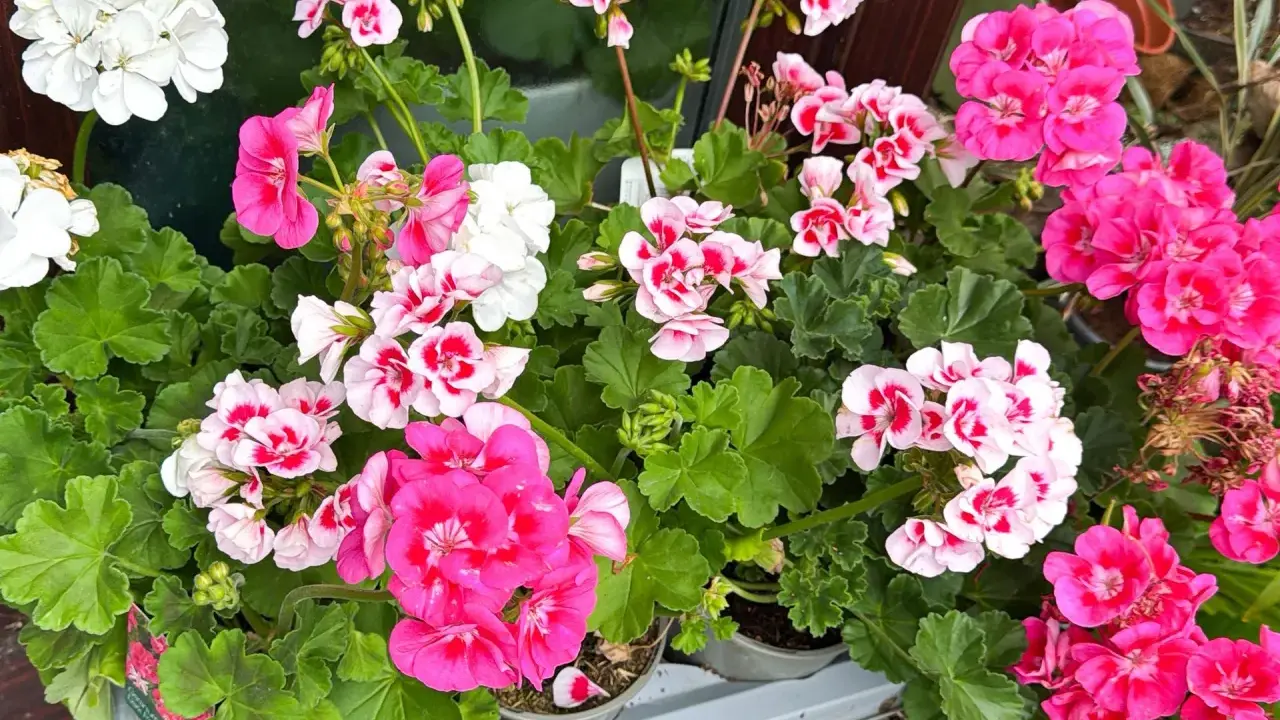 Kwitnące pelargonie w odcieniach bieli, różu i fuksji. Dowiedz się, jak pobudzić pelargonie do kwitnienia, by cieszyć się ich pięknem.