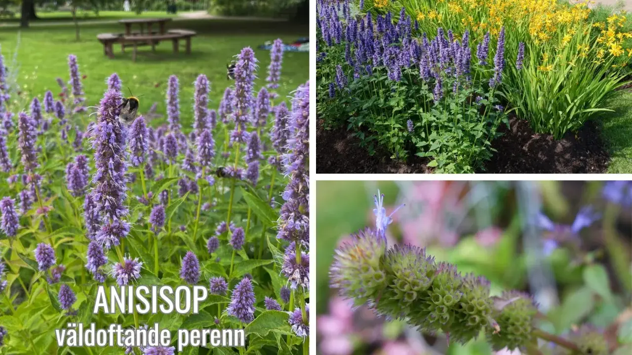 En vacker samplantering med anisisop och gula blommor. Bin besöker de lila blommorna.
