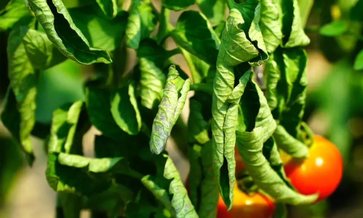 Feuilles de tomates enroulées et jaunies, signe de dessechement. Des tomates rouges mûrissent en arrière-plan.