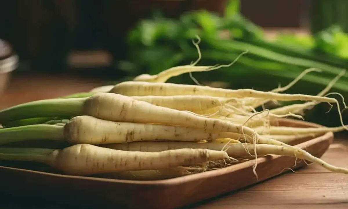 Racines de salsifis frais, prêts à être cuisinés. La culture salsifis est une tradition culinaire appréciée.