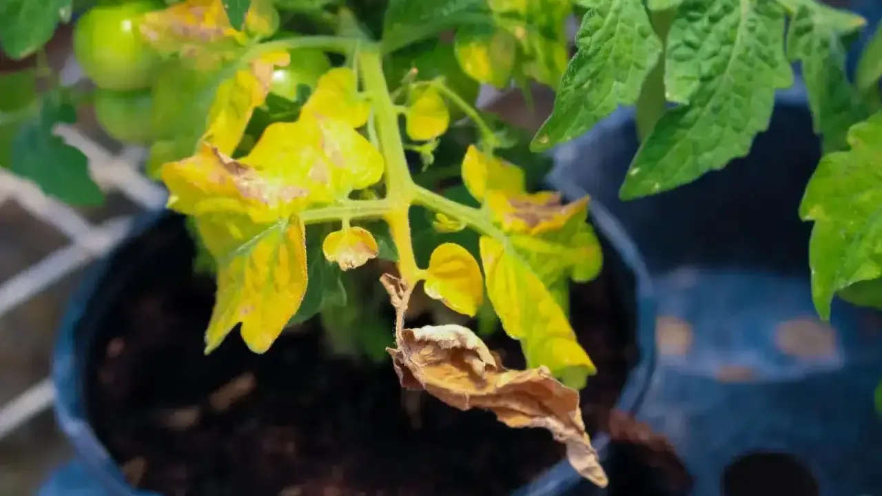 Feuilles de tomate jaunies et sèches, signe qu'il faut agir pour savoir que faire quand les feuilles jaunissent.