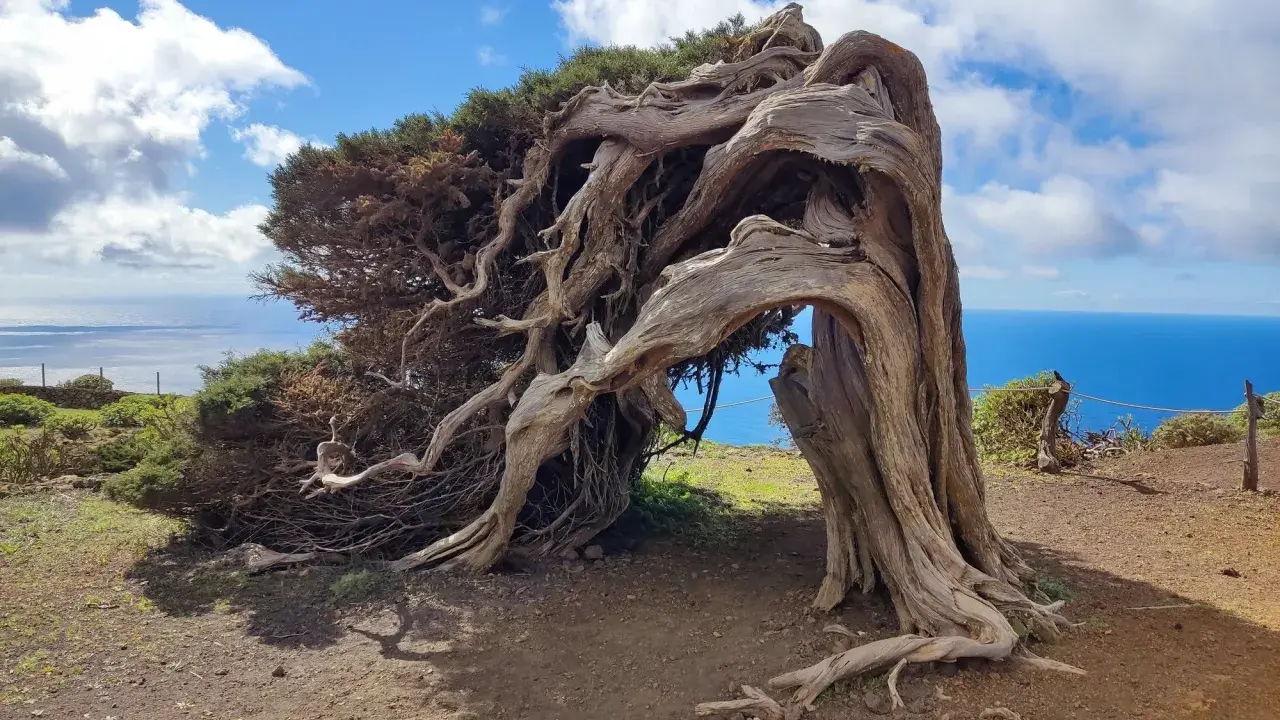 El sabinar el Hierro, un árbol retorcido por el viento, se alza majestuoso sobre el mar azul.