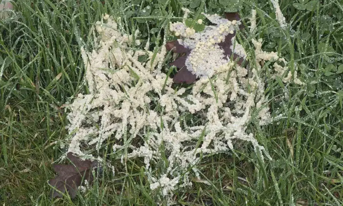 A patch of white, frothy dollar spot mycelium grows on wet green grass, with a dark leaf peeking through.
