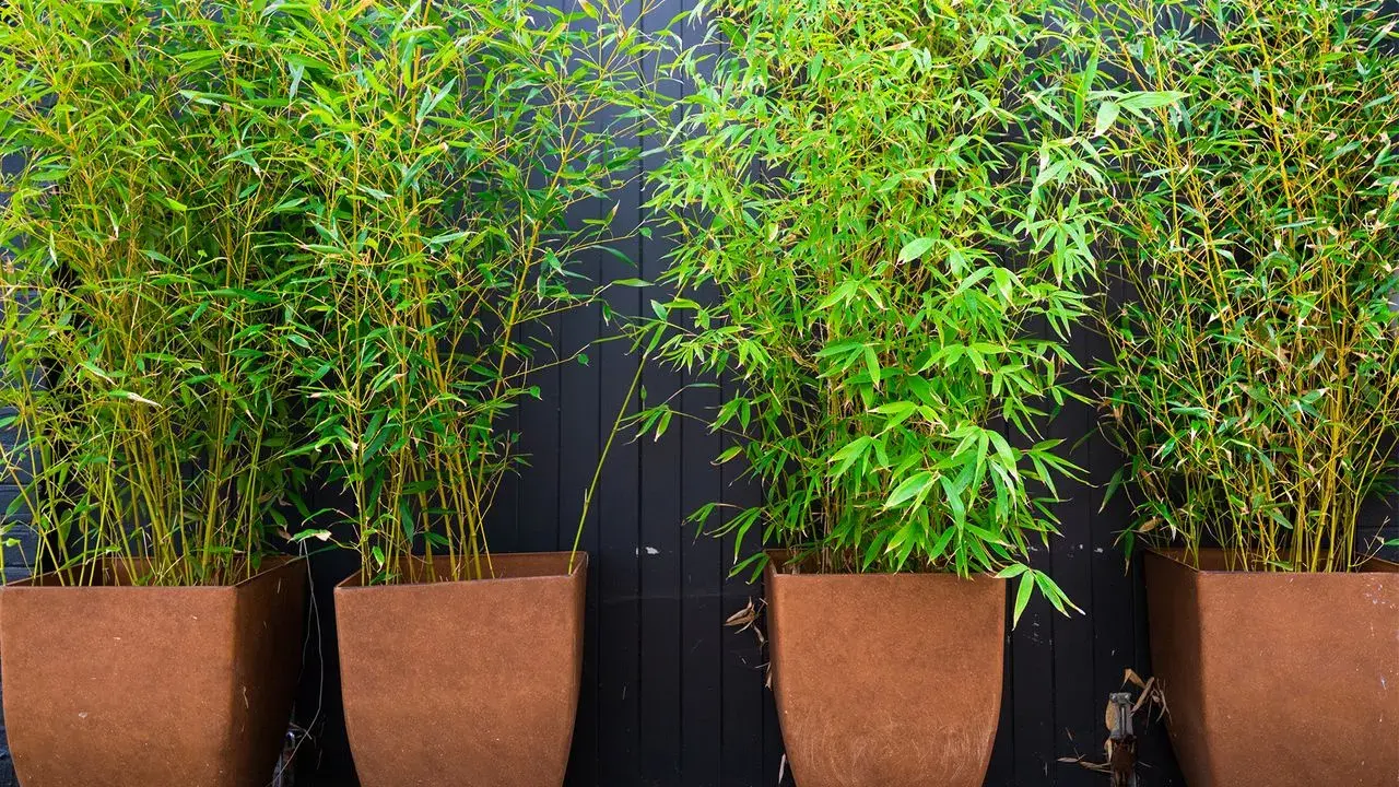 Quatre grands bambous en pot, aux tiges jaunes et feuillage vert vif, créent un mur végétal devant un fond en bois sombre.