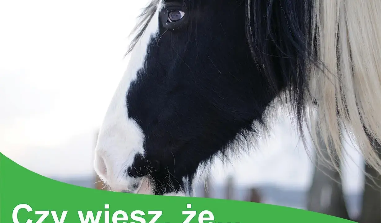 Czy wiesz, że niektóre rośliny trujące dla koni mogą stanowić zagrożenie? Dbaj o bezpieczeństwo swojego konia.