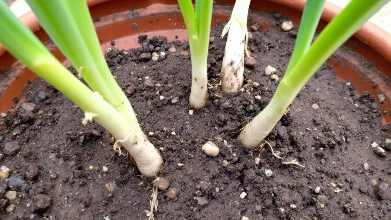Jeunes pousses d'oignons verts en pleine culture ail, leurs bases blanches et vertes émergent d'un terreau riche.