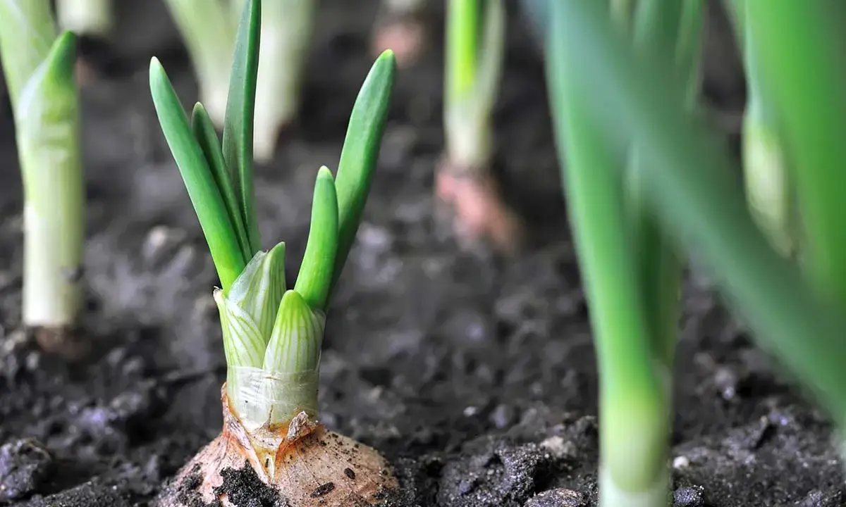 Young winter onions sprout from the soil, their green shoots reaching for the sky.