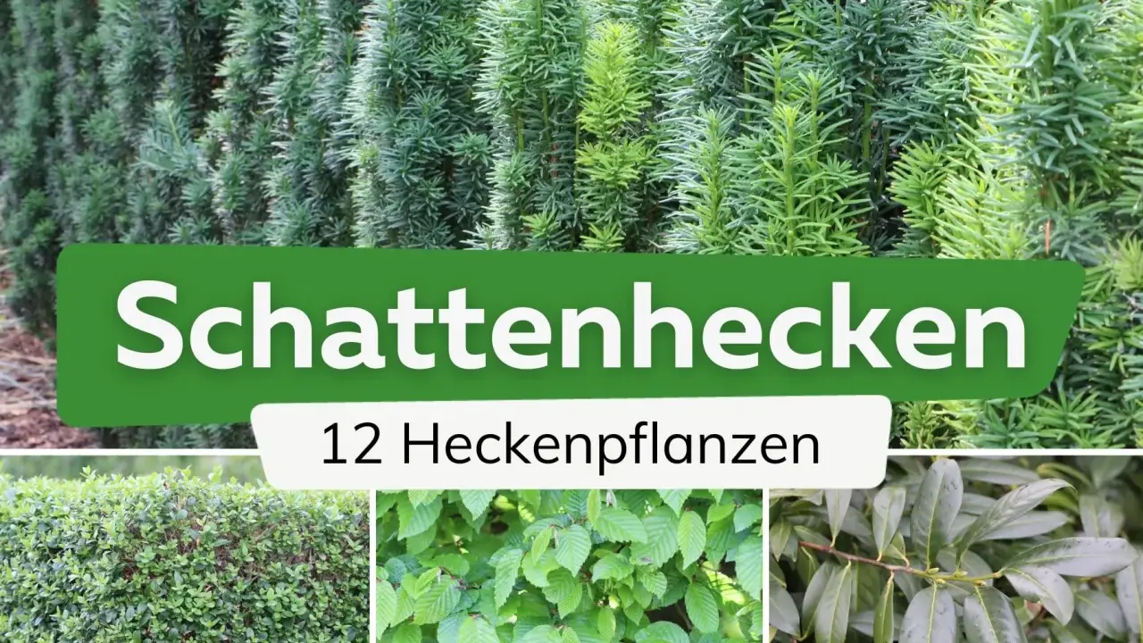Schattige Ecken im Garten? Hier sind 12 Ideen zum hecke pflanzen für schattige Standorte.