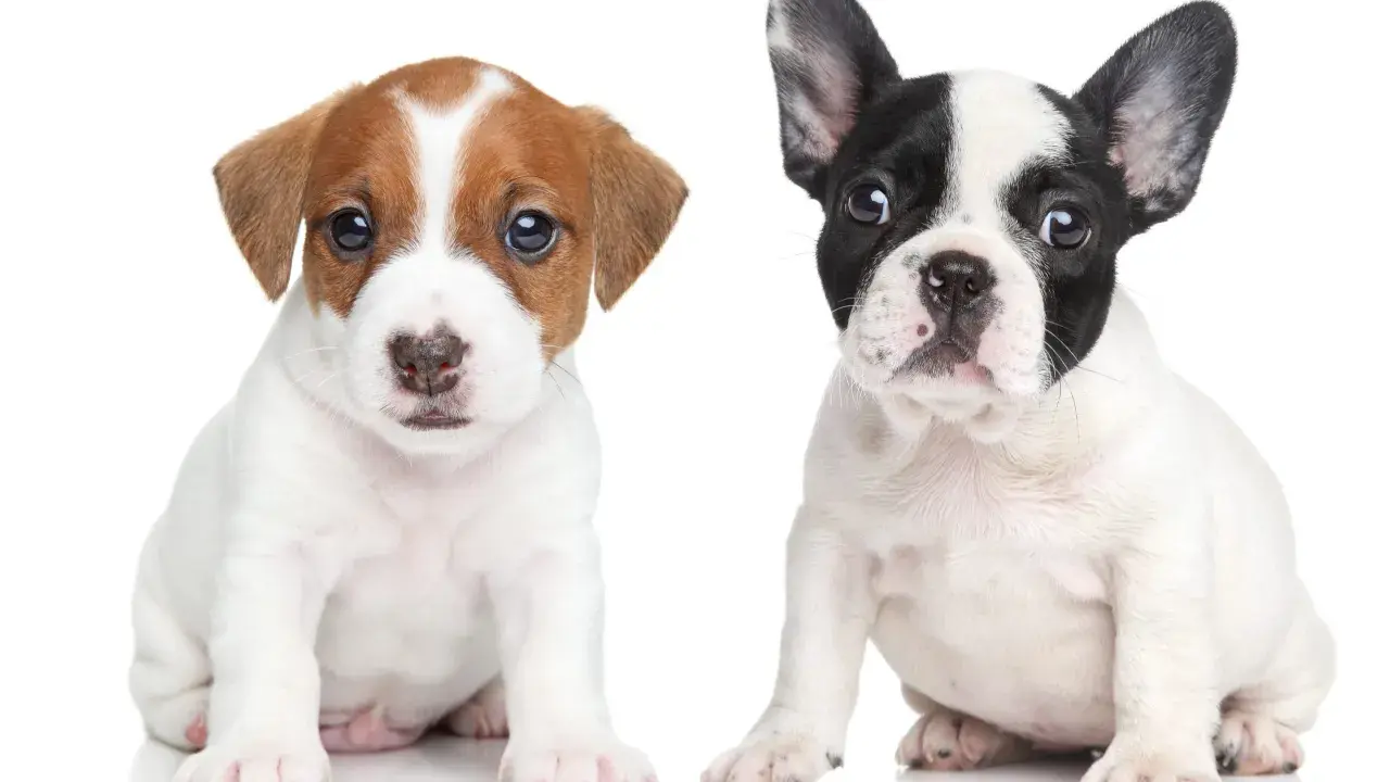 Dwa urocze szczenięta, jeden Jack Russell Terrier, drugi buldożek francuski, siedzą obok siebie. Czy to suczka czy pies? Trudno powiedzieć, ale oba są słodkie!