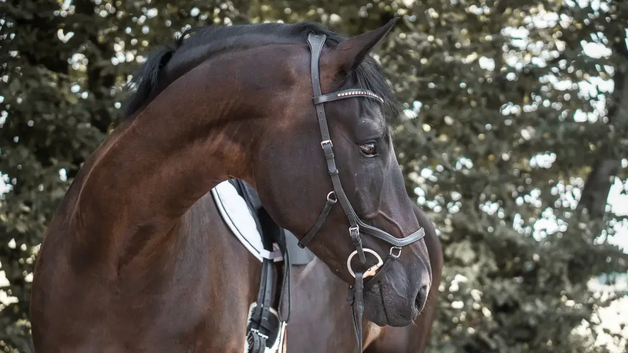 Dunkles Pferd mit einer eleganten Hackamore Trense, das Fell glänzt im Licht.