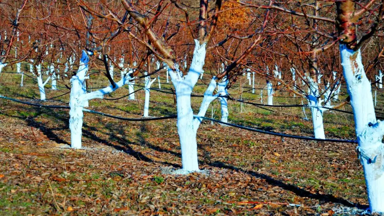 Verger d'arbres aux troncs blanchis à la bouillie bordelaise. Le dosage est crucial pour protéger les arbres.