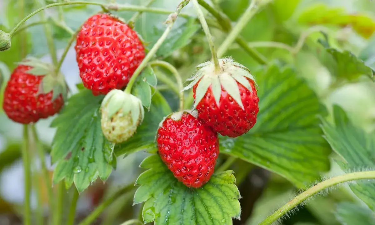 Fraises rouges mûres sur des tiges vertes. Le moment idéal pour planter fraisier est proche.