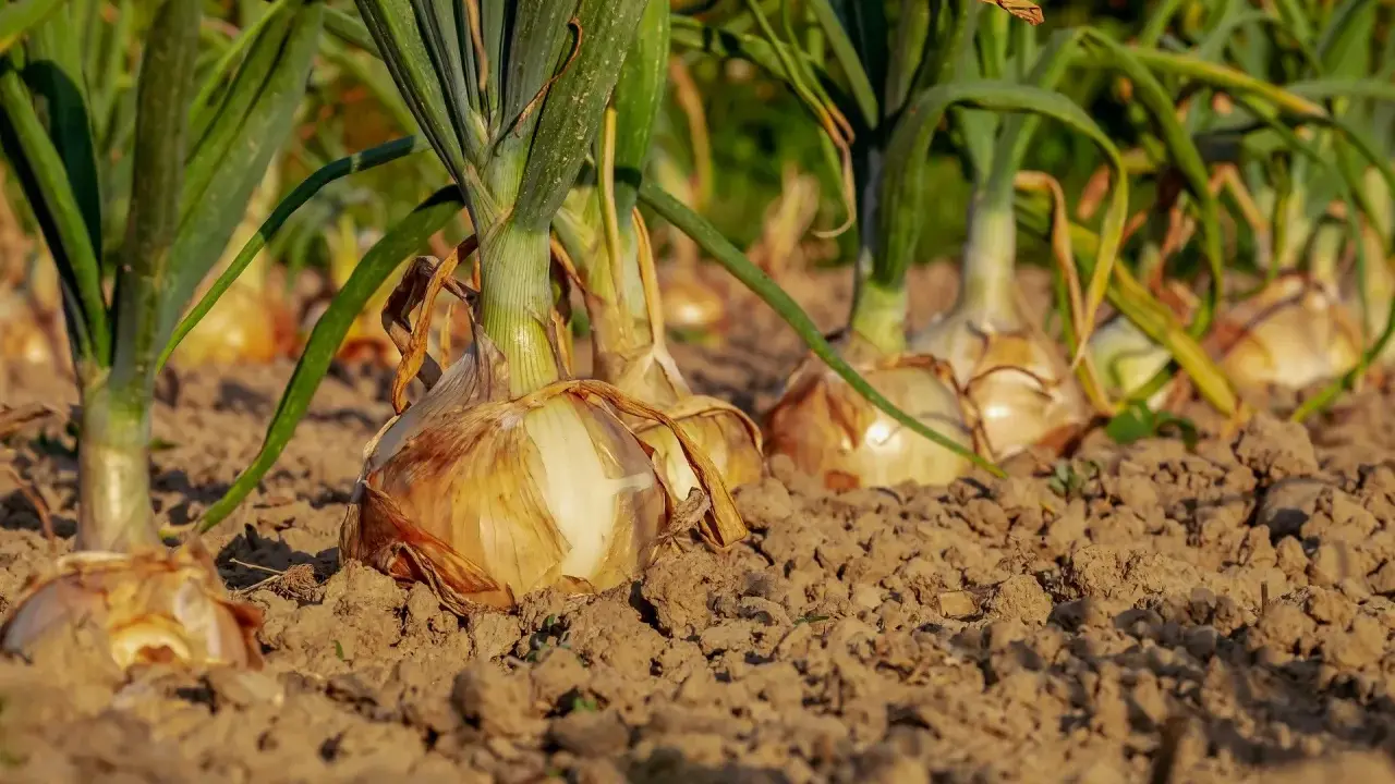 Rangée d'oignons à planter dans la terre, prêts à pousser.