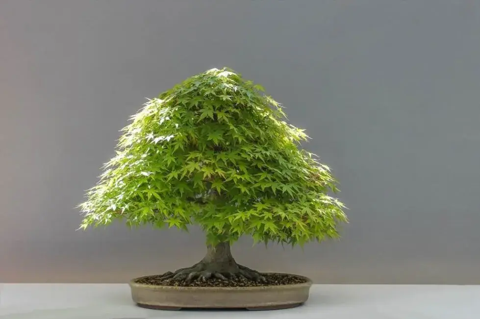 Bonsai: Jak prawidłowo przycinać? Opanuj sztukę i uniknij błędów