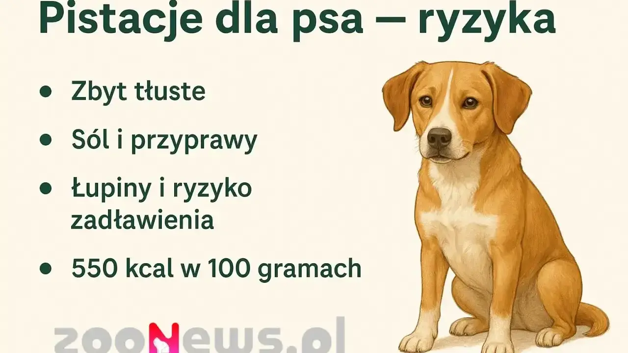 Czy pies może jeść pistacje? Obrazek ostrzega przed ryzykiem: zbyt tłuste, sól, przyprawy, łupiny i zadławienie.