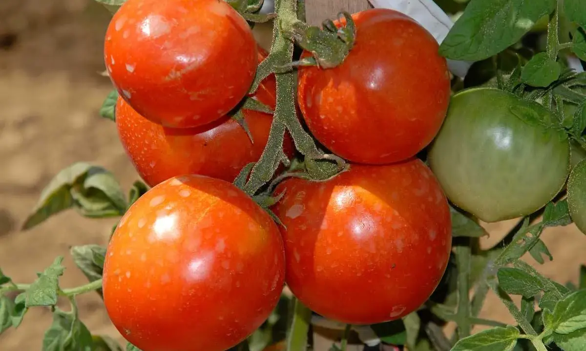 Grappe de tomates Saint-Pierre mûres, prêtes à être dégustées. Avis : saveur douce et chair ferme.