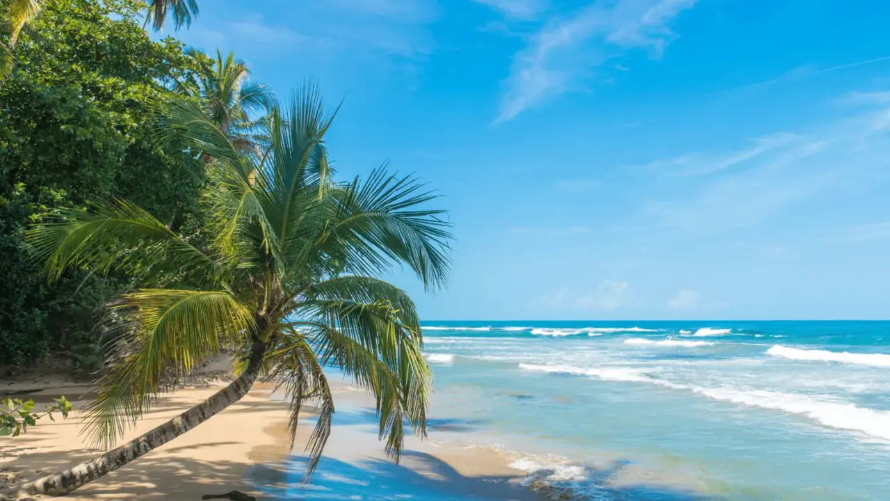 Plaża w Kostaryce z palmą pochyloną nad piaskiem i turkusowym oceanem.