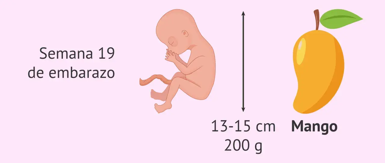 Bebé en semana 19 de embarazo, mide 13-15 cm y pesa 200 g, como un mango.