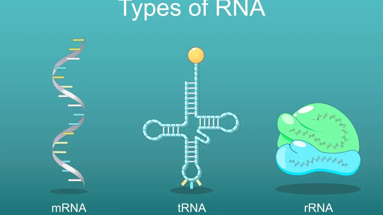 mrna cos'è: rappresentazione grafica di mRNA (messaggero), tRNA (trasferimento) e rRNA (ribosomiale), i diversi tipi di RNA.