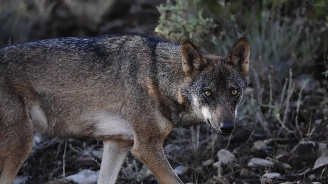 Un lobo ibérico, un majestuoso animal donde hay lobos en España, camina entre la vegetación y las rocas.