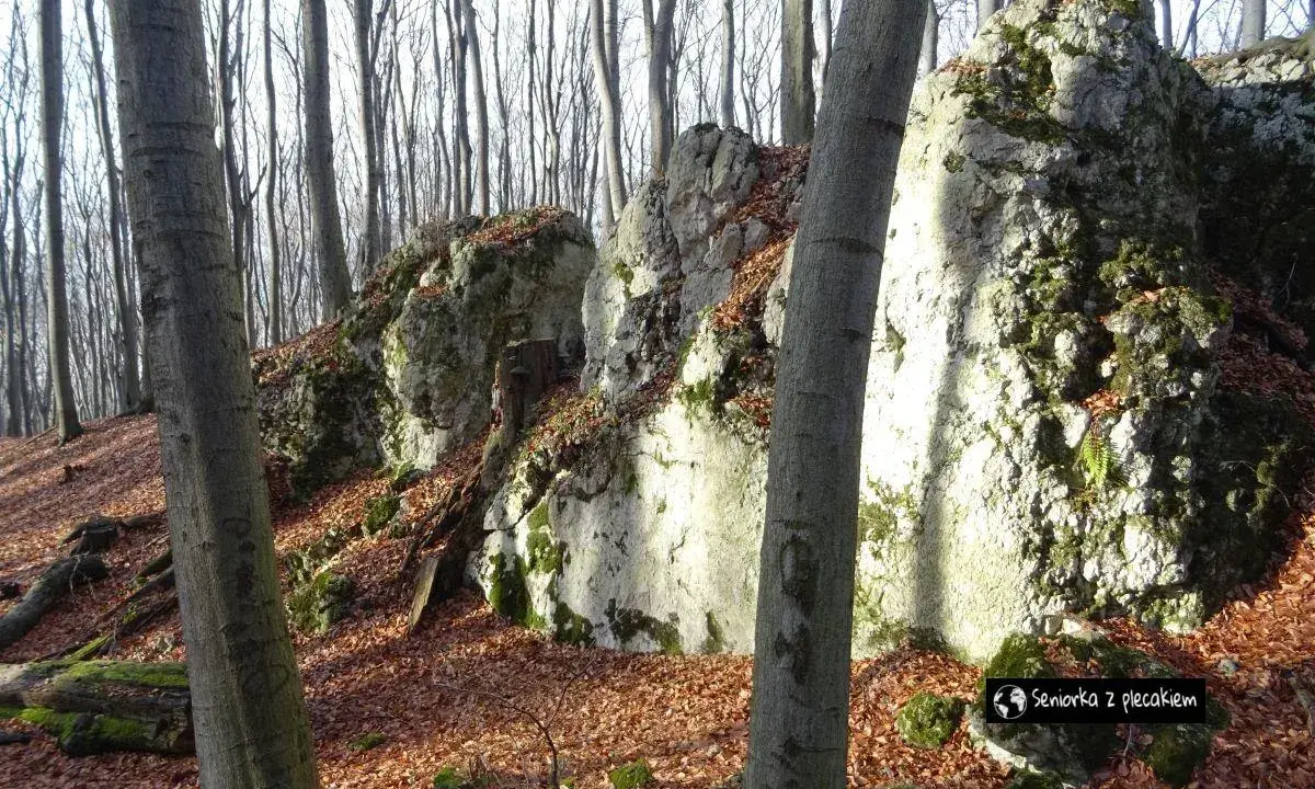 Kamieniste zbocza w dolinie Szklarki, porośnięte mchem i opadłymi liśćmi. W tle las z nagimi drzewami.
