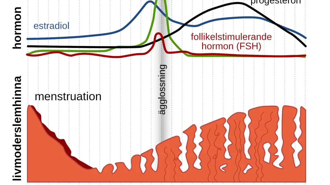 Graf visar hormonella svängningar under menscykeln. Kan vara svårt att bli gravid trots regelbunden mens om ägglossning eller hormonbalans påverkas.