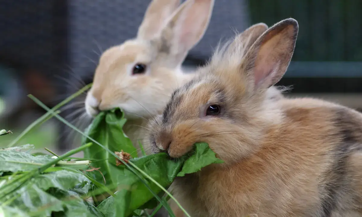 Zwei Kaninchen fressen genüsslich grünes Blattgemüse. Sie sind sehr hungrig und man fragt sich, wie viel fressen Kaninchen am Tag.