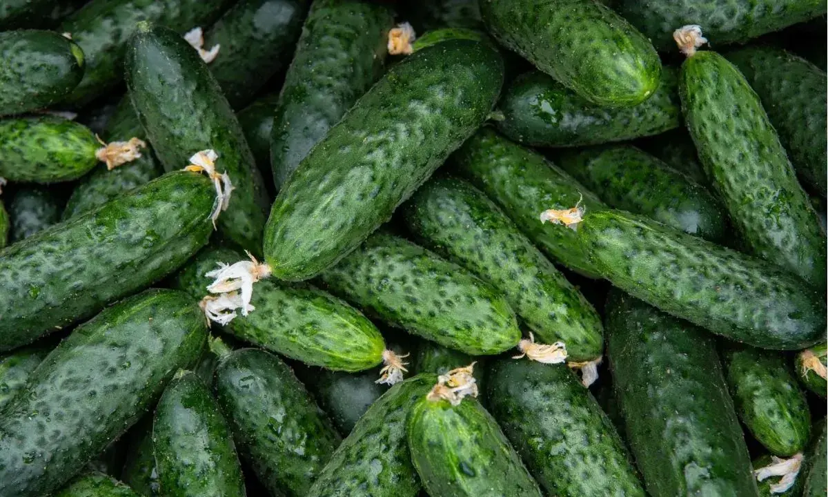 Stos świeżych, zielonych ogórków, idealnych do kiszenia pod folią. Widać na nich drobne kolce i resztki kwiatów.