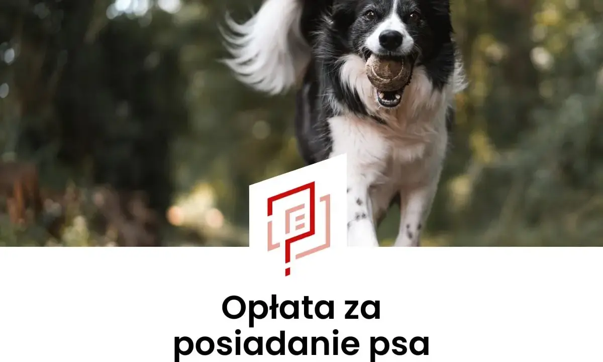 Radosny piesek z piłeczką w pysku. Czy to oznacza, że czeka nas podatek od psa?