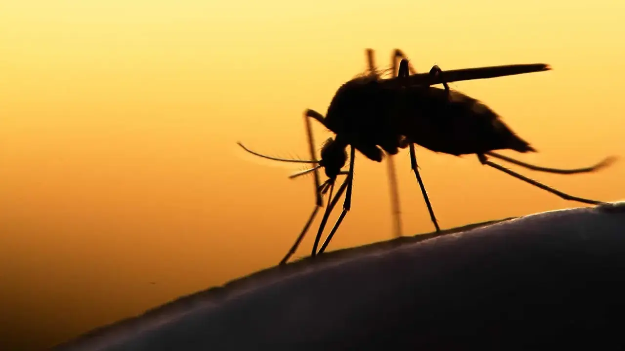 En mygga i silhuett mot en orange himmel. Denna insekt kan sprida sjukdomar som malaria.