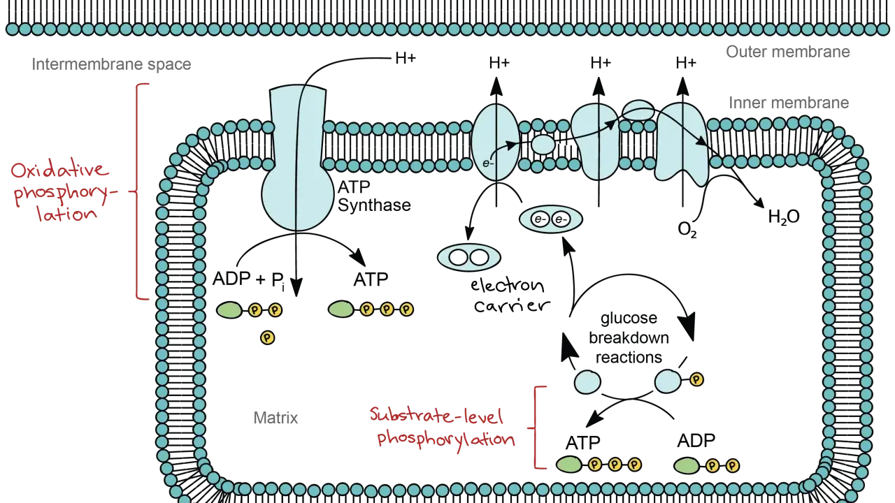 Mitochondrium: Elektronen fließen durch Träger, wobei Sauerstoff als Oxidationsmittel Wasser bildet. Dies treibt die ATP-Synthese an.