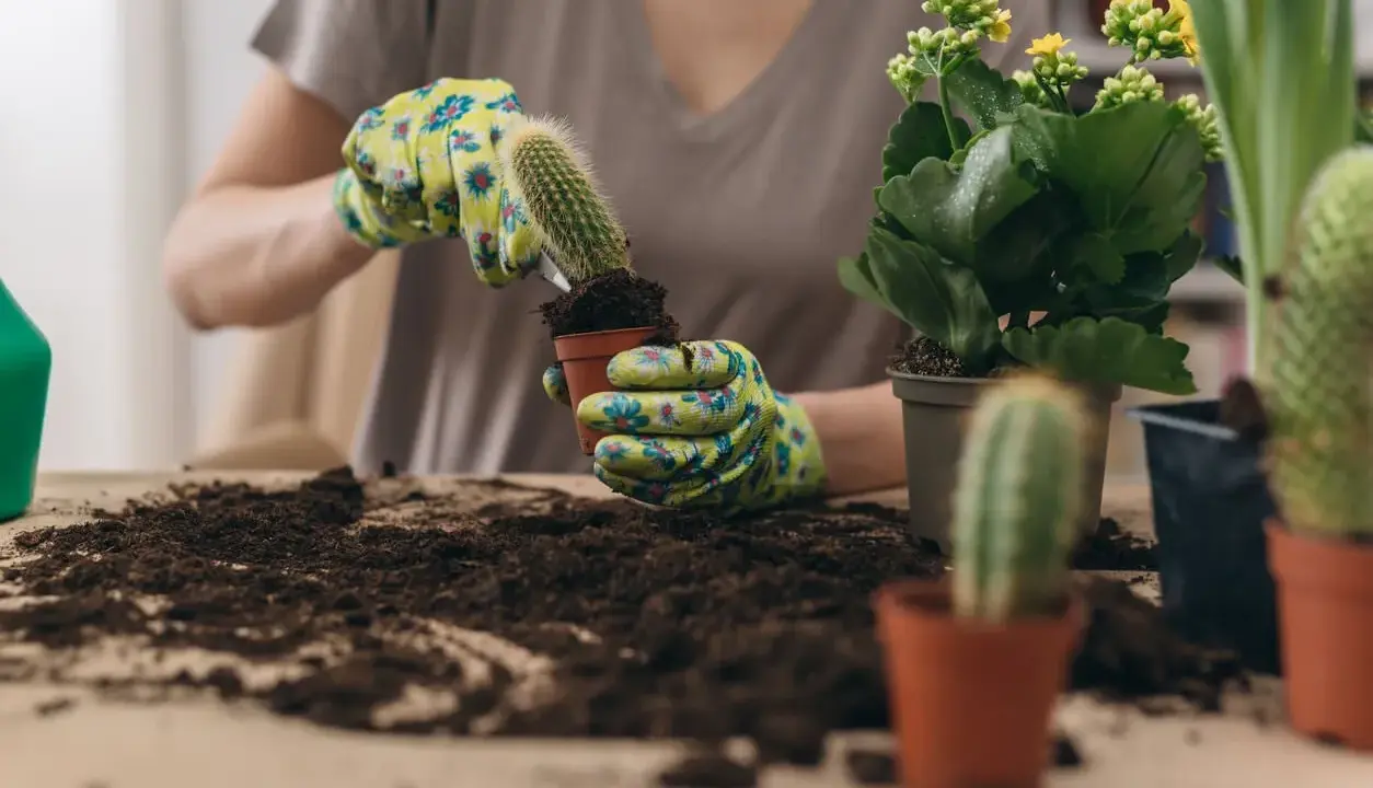 Manos enguantadas sostienen un cactus para trasplantarlo a una nueva maceta. Tierra y otras plantas alrededor.
