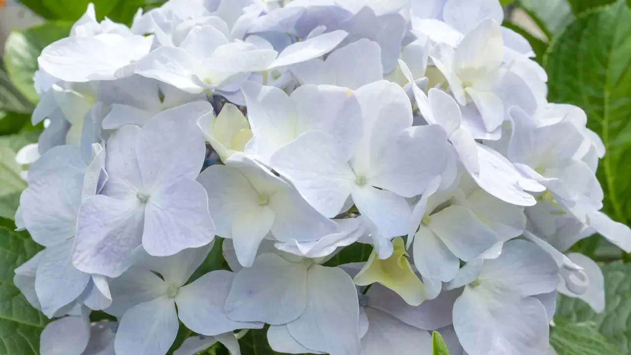 Una hermosa hortensia blanca, con pétalos delicados y un toque de verde en las hojas.