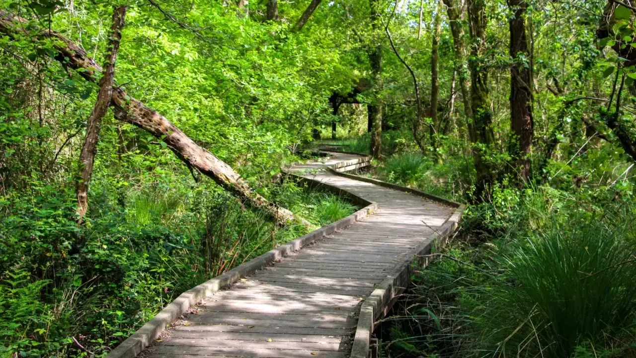 Sendero de madera serpentea por un bosque frondoso. Un lugar ideal que ver en las Landas para conectar con la naturaleza.