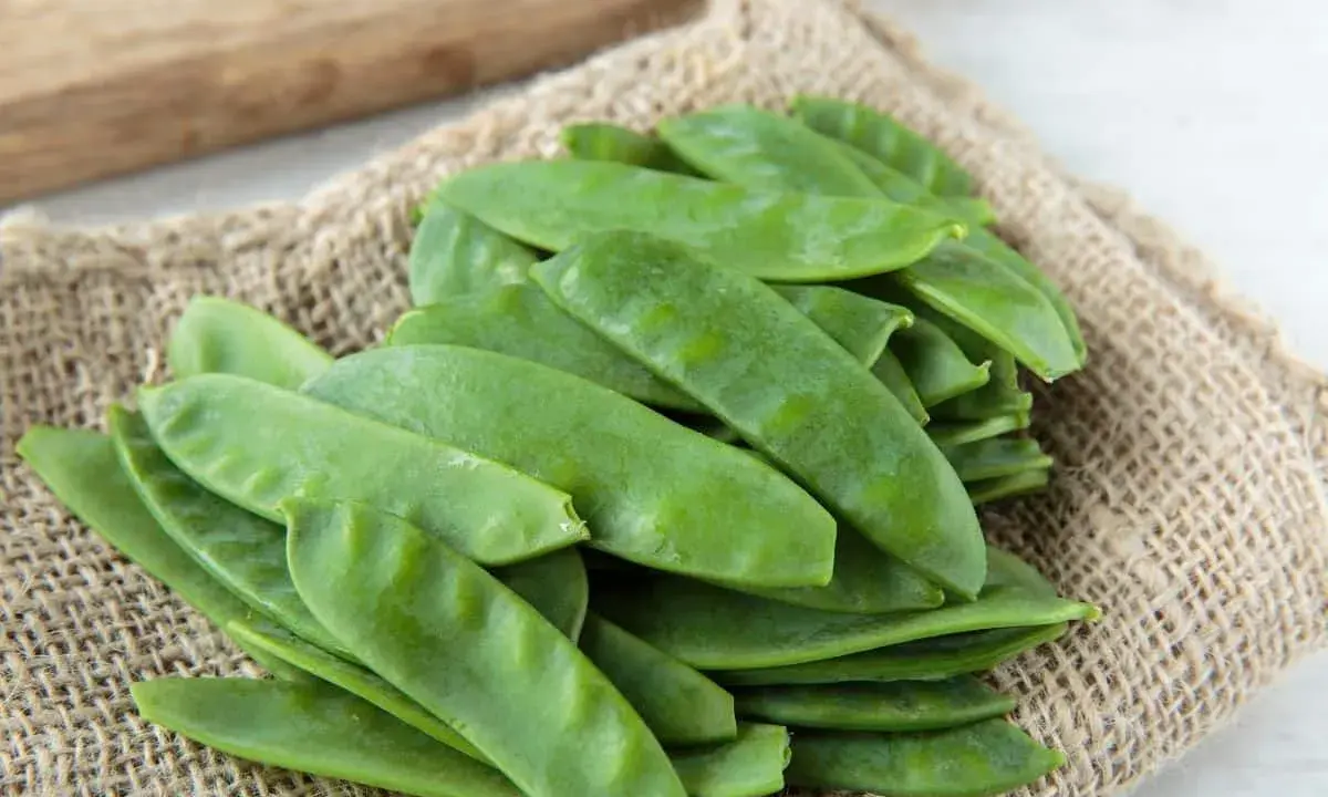 Gourmands pois verts frais, prêts pour un semis d'automne.
