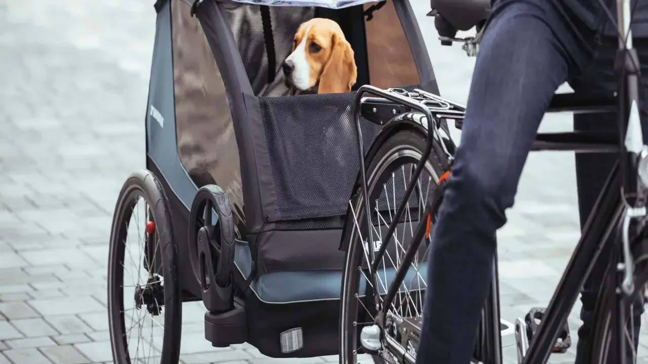Beagle siedzi w przyczepce rowerowej, gotowy na wspólną przejażdżkę. Pies na rowerze to świetny sposób na aktywne spędzanie czasu.