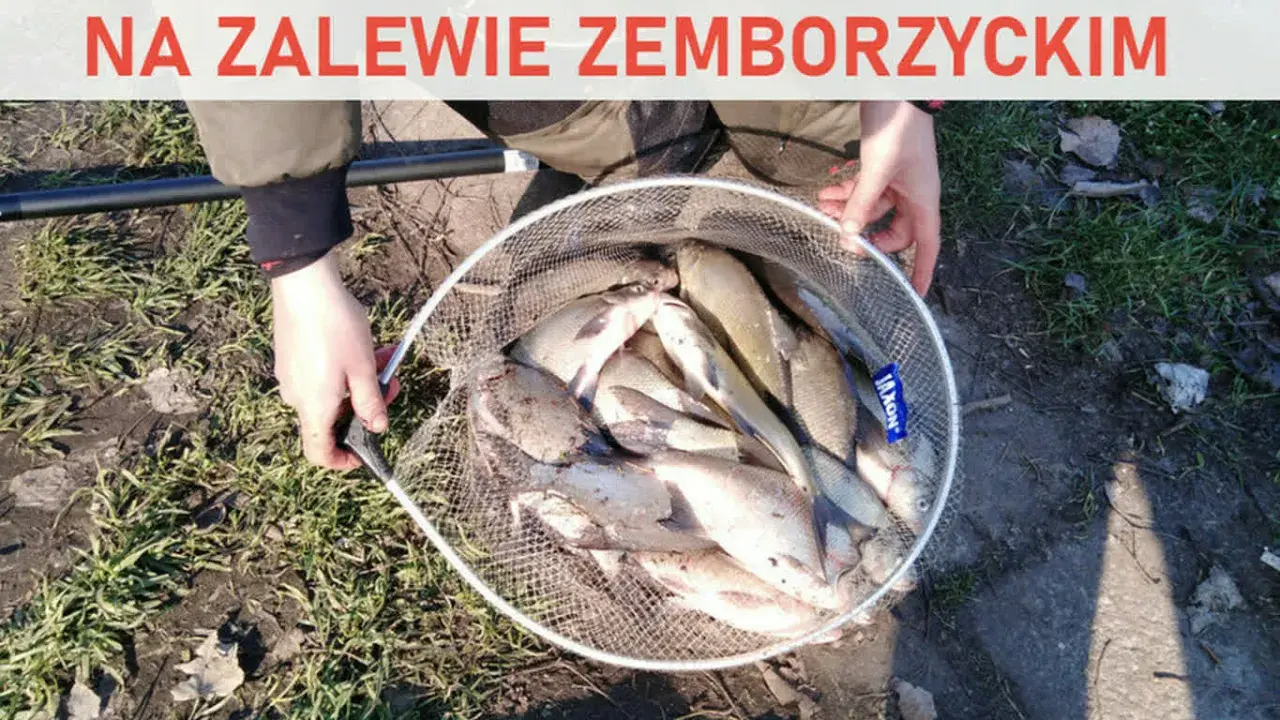 Zakaz wypuszczania leszczy na zalewie zemborzyckim. W siatce pełnej ryb, złowionych nad wodą.