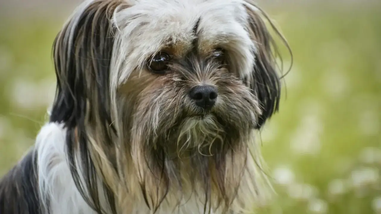 Un Lhassa Apso au poil court, au regard doux, se promène dans un champ verdoyant.